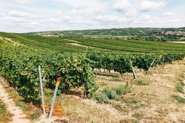 AOC Muscadet Sèvre-et-Maine : l’essence du vignoble nantais